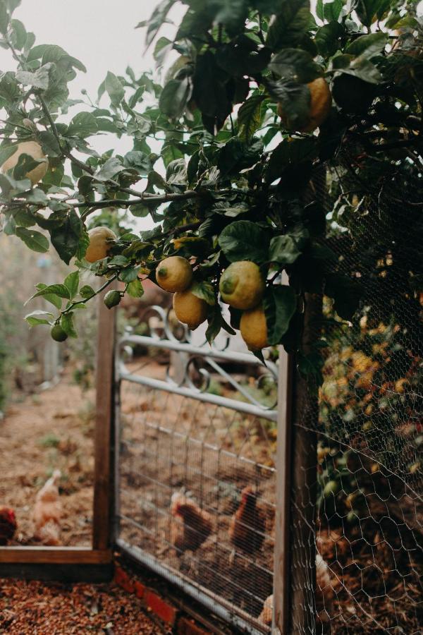The Allotment Albany - Centrally Located Cottage In Old Albany Extérieur photo